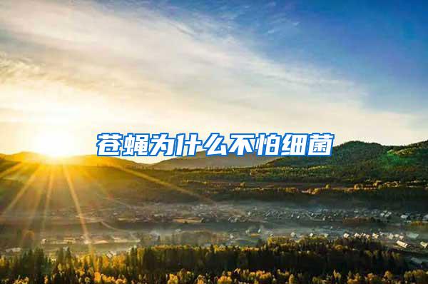 蒼蠅為什么不怕細菌