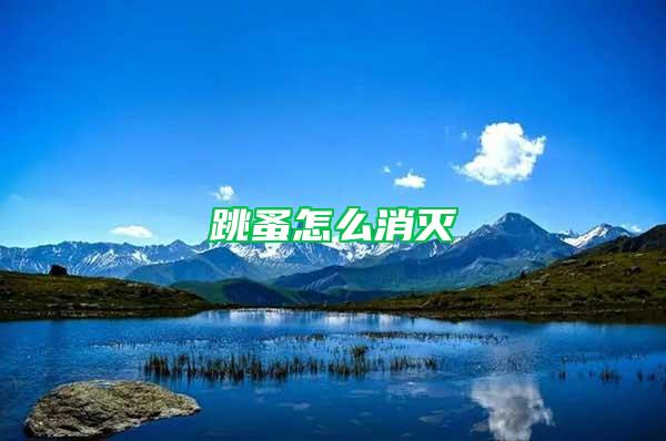跳蚤怎么消滅