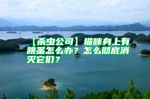 【殺蟲公司】貓咪身上有跳蚤怎么辦？怎么徹底消滅它們？