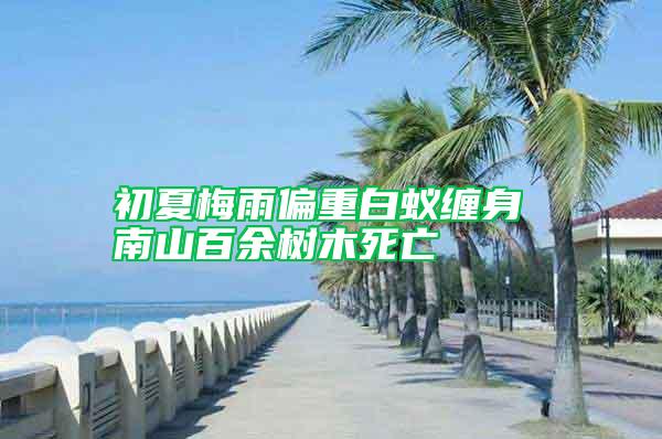 初夏梅雨偏重白蟻纏身 南山百余樹(shù)木死亡