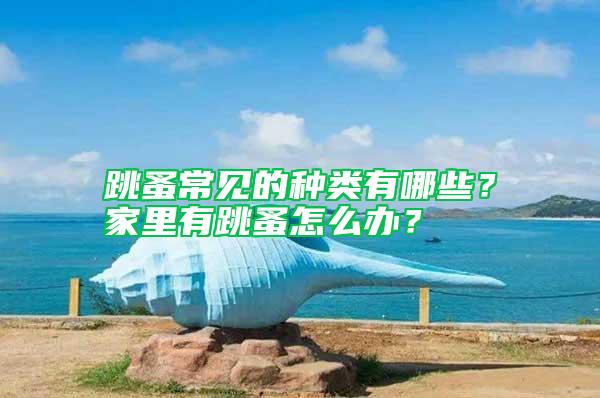 跳蚤常見的種類有哪些？家里有跳蚤怎么辦？