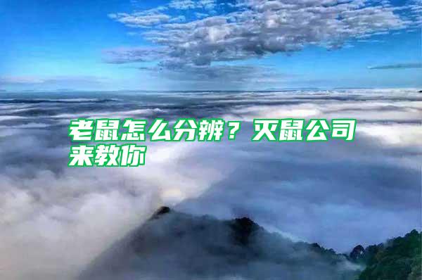 老鼠怎么分辨？滅鼠公司來教你