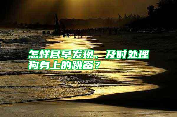 怎樣盡早發現、及時處理狗身上的跳蚤？