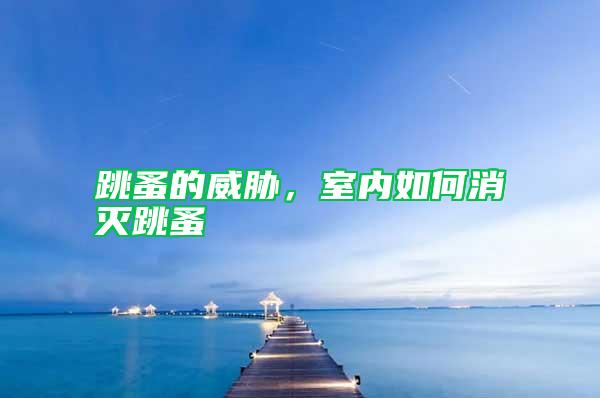 跳蚤的威脅，室內如何消滅跳蚤
