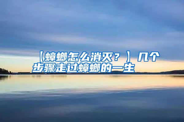 【蟑螂怎么消滅？】幾個步驟走過蟑螂的一生