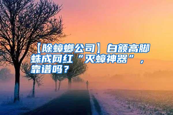 【除蟑螂公司】白額高腳蛛成網紅“滅蟑神器”，靠譜嗎？