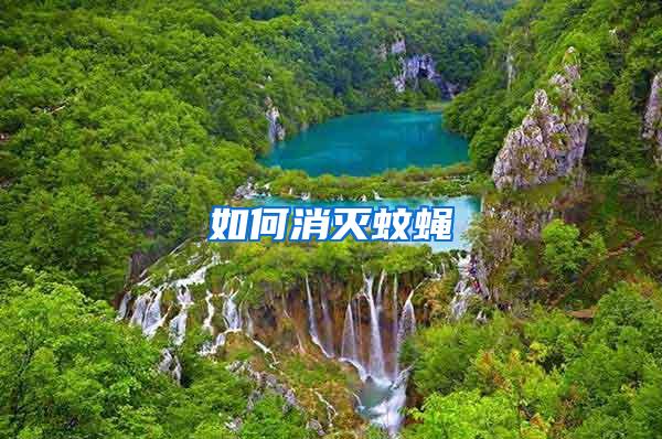 如何消滅蚊蠅