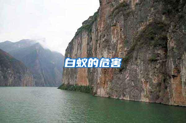 白蟻的危害