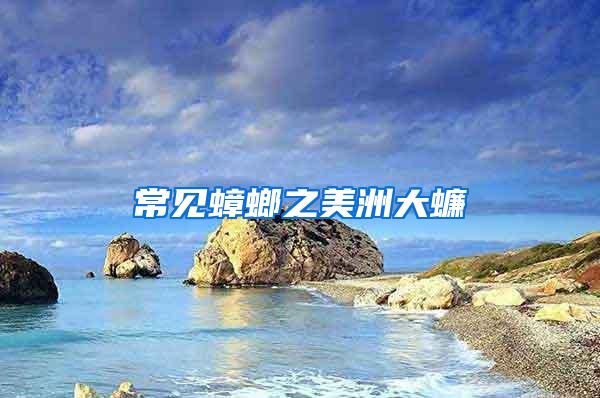 常見蟑螂之美洲大蠊