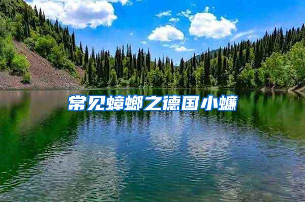 常見蟑螂之德國小蠊