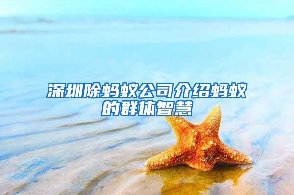 深圳除螞蟻公司介紹螞蟻的群體智慧