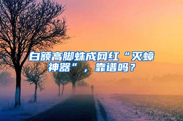 白額高腳蛛成網紅“滅蟑神器”，靠譜嗎？