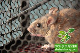 超市有老鼠，滅鼠公司來(lái)解決