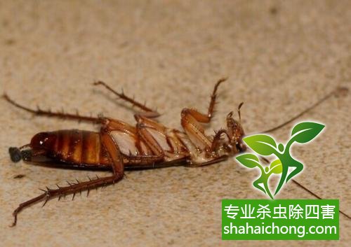 殺蟑螂公司怎么樣滅蟑螂