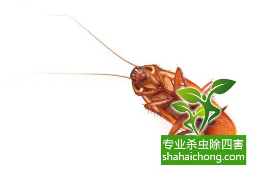 如何消滅蟑螂,怎么樣滅除蟑螂