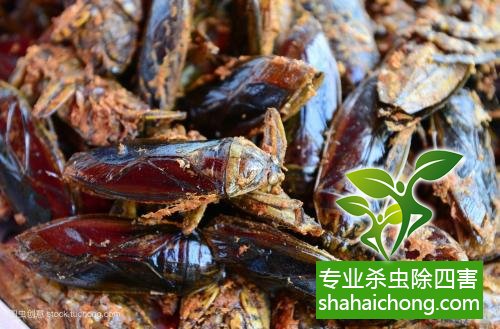 殺蟑螂公司怎么樣滅蟑螂
