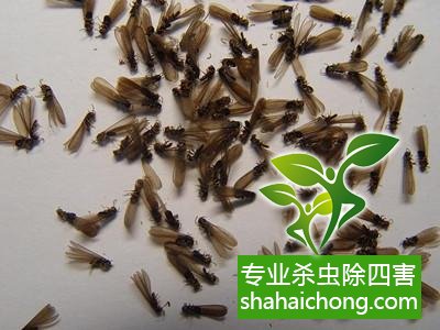 白蟻怎么治,怎么防治白蟻方法