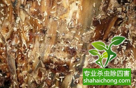 白蟻怎么治,白蟻防治方法