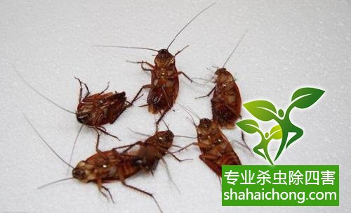如何消滅蟑螂,怎么樣滅除蟑螂