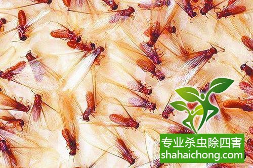 白蟻怎么治,怎么防治白蟻方法